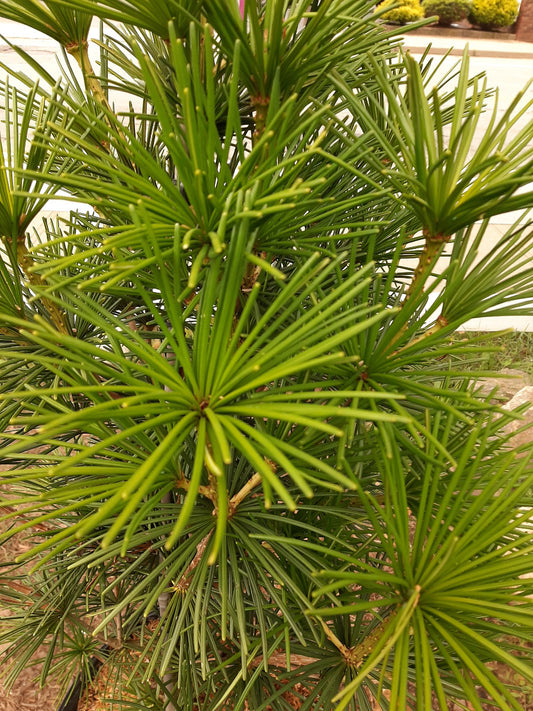 Japanese Umbrella Pine