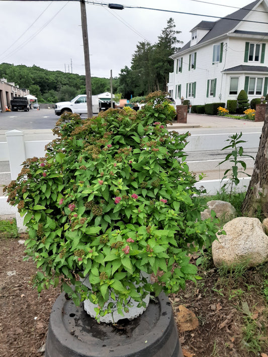 Double Play Gold Spirea