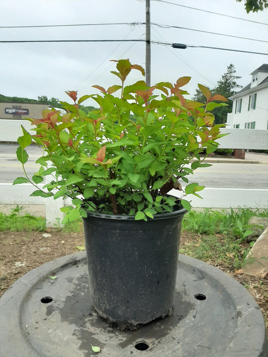 Magic Carpet Spiraea