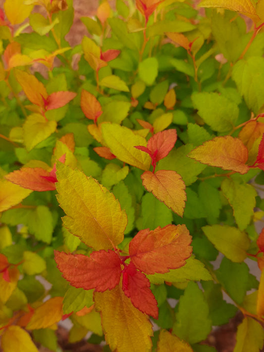Magic Carpet Spiraea