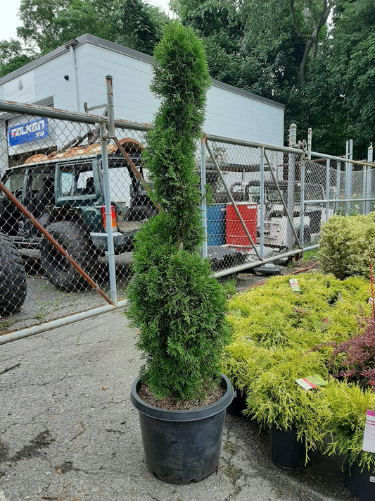 Emerald Green Arborvitae Spiral