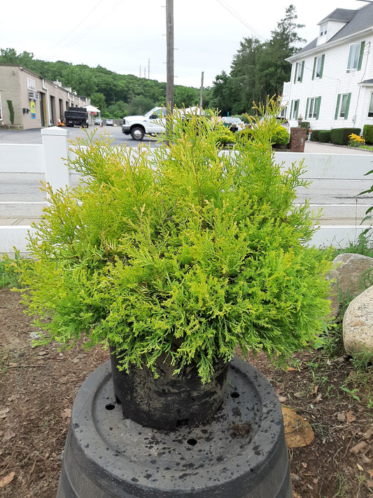 Rheingold Arborvitae