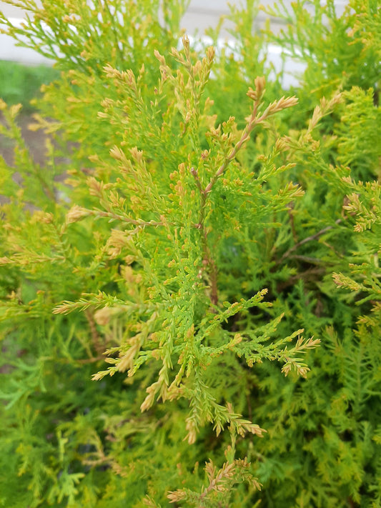 Rheingold Arborvitae Standard