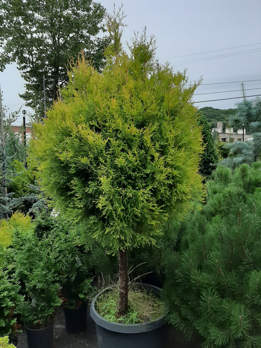 Rheingold Arborvitae Standard