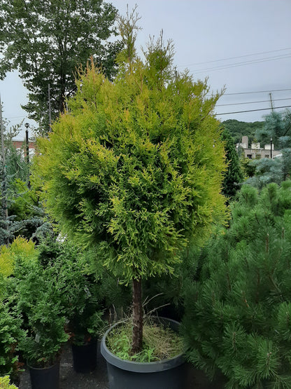 Rheingold Arborvitae Standard