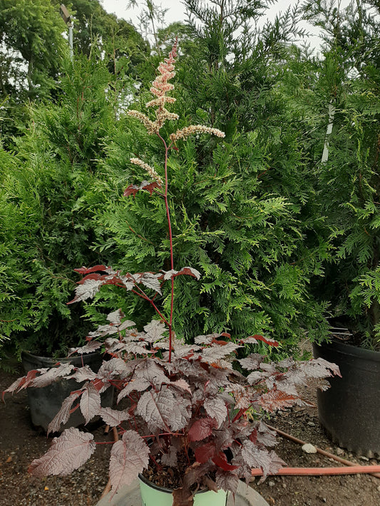 Chocolate Shogun Astilbe