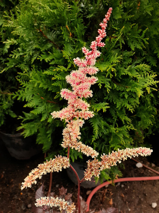 Chocolate Shogun Astilbe