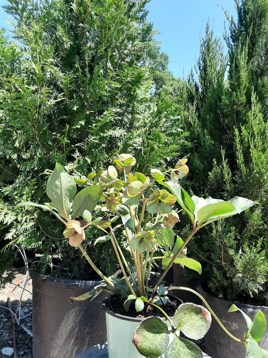 Dana's Dulcet Lenten Rose