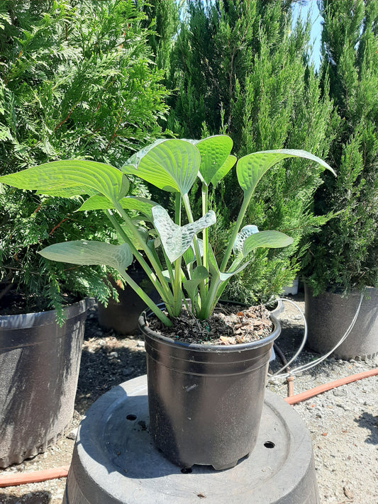 Big Daddy Hosta