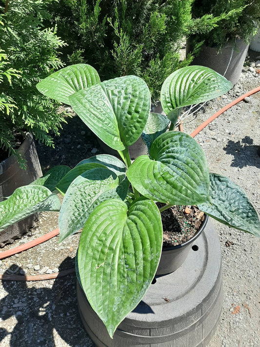 Big Daddy Hosta