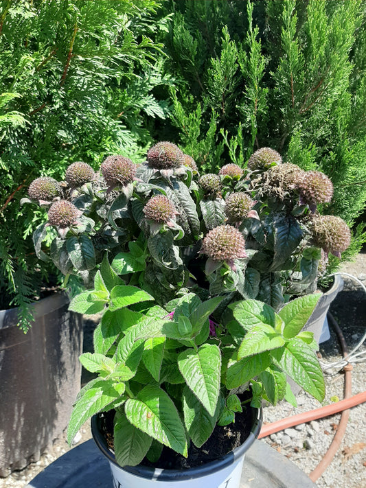 Leading Lady Plum Bee Balm