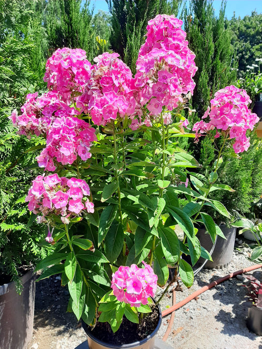 Pink Volcano Phlox With White Eye