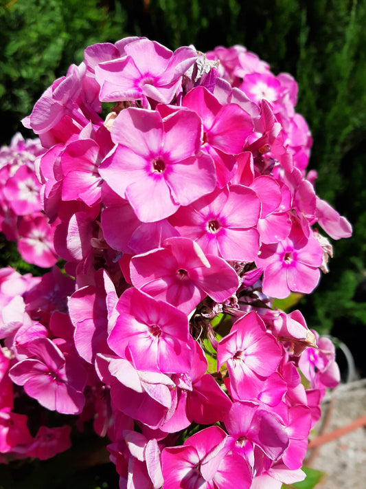 Pink Volcano Phlox With White Eye