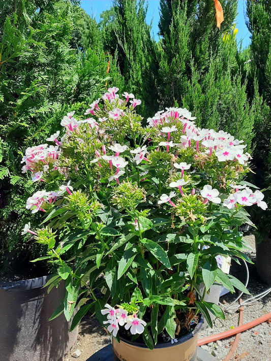 White Volcano Phlox With Rose Eye