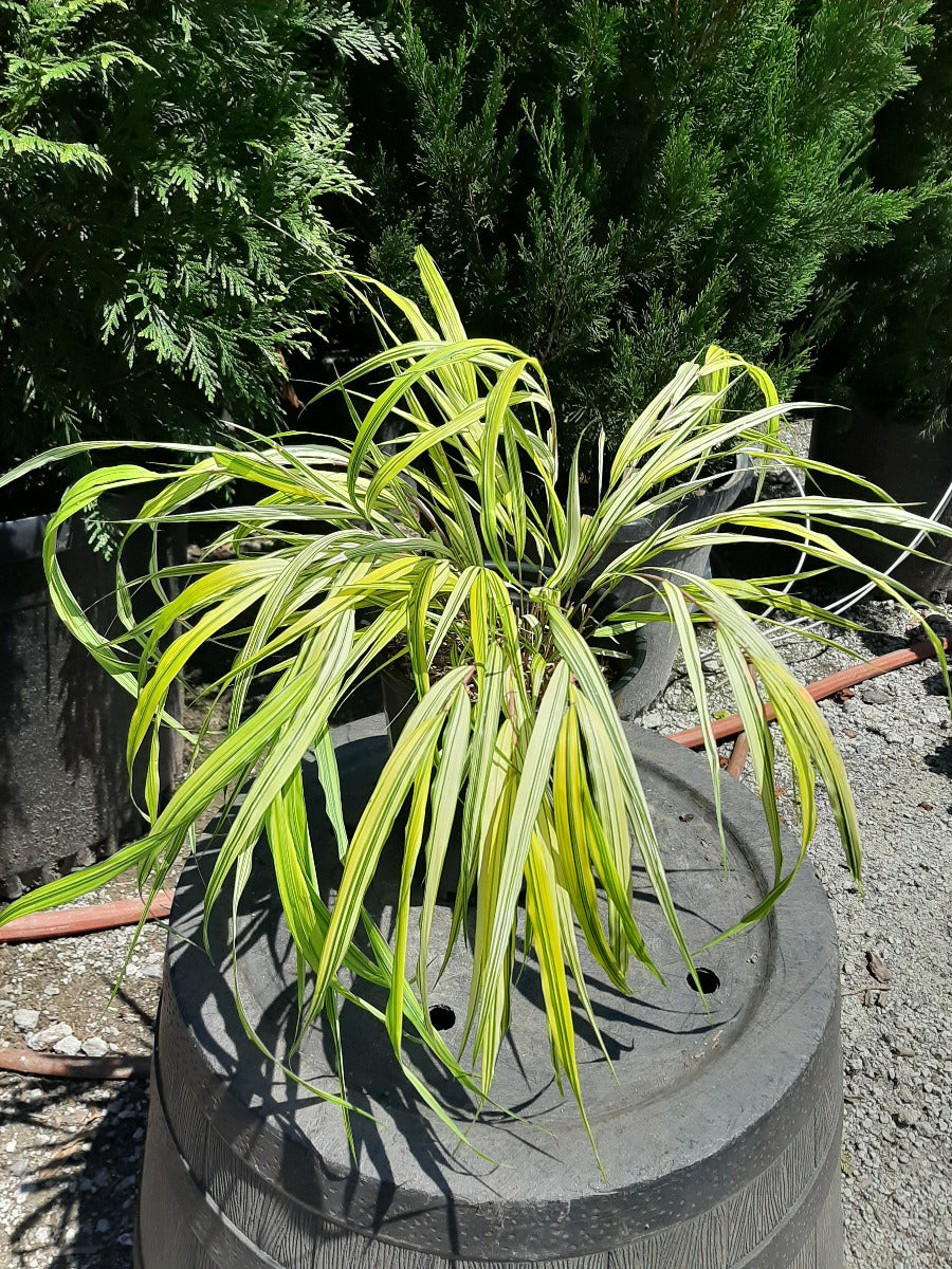 Golden Japanese Forest Grass