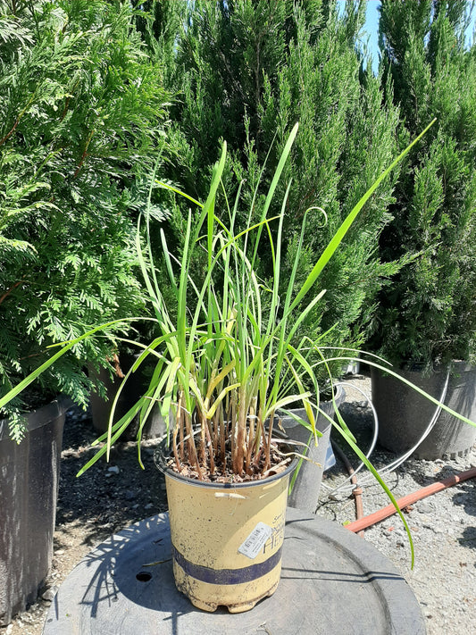 Geisha Garlic Chives