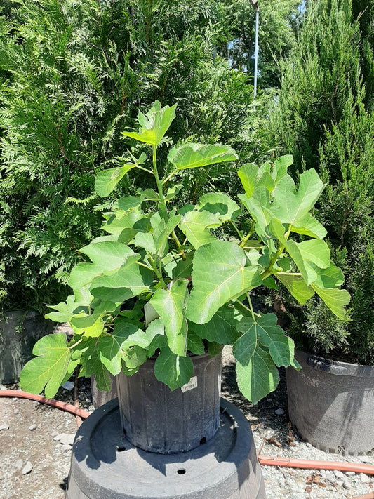 Peter's Honey Fig