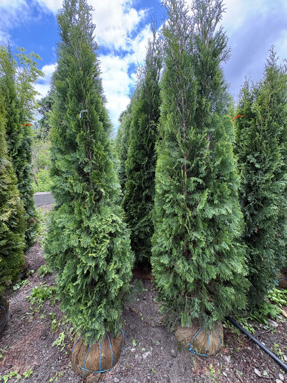 Emerald Green Arborvitae