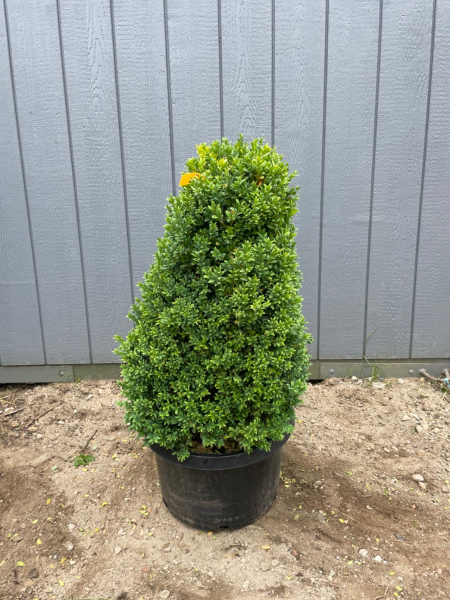 Mayans Common boxwood