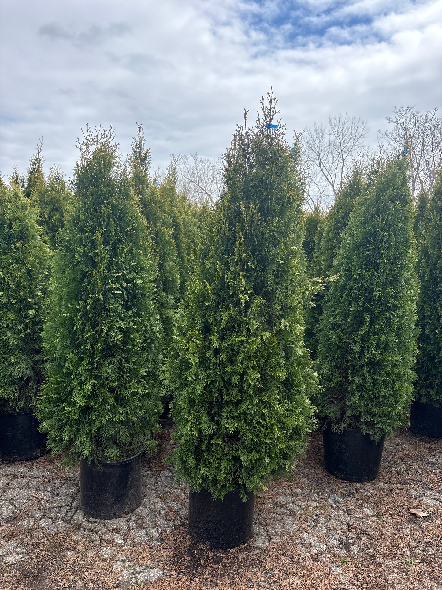 Emerald Green Arborvitae