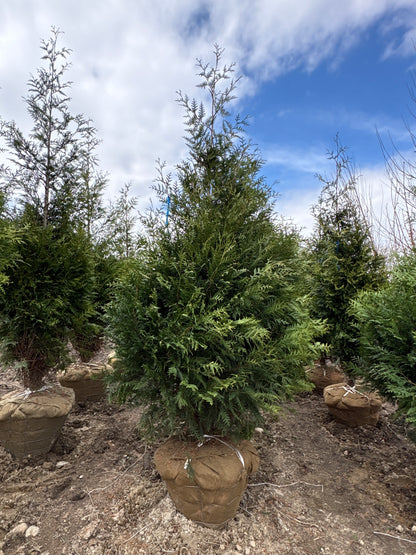 Green Giant Arborvitae