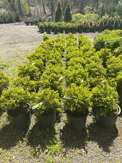 Green Gem Boxwood