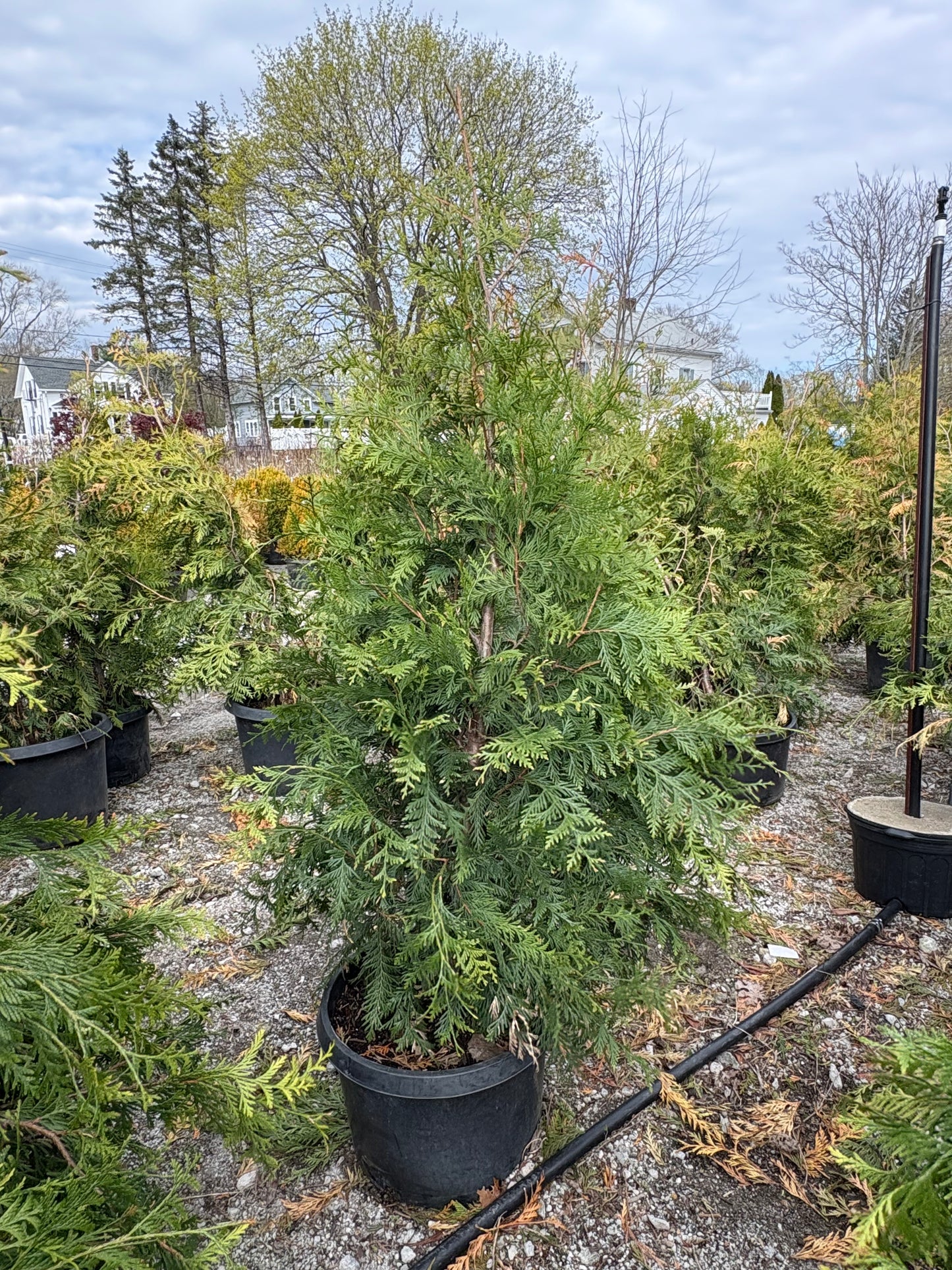 Green Giant Arborvitae