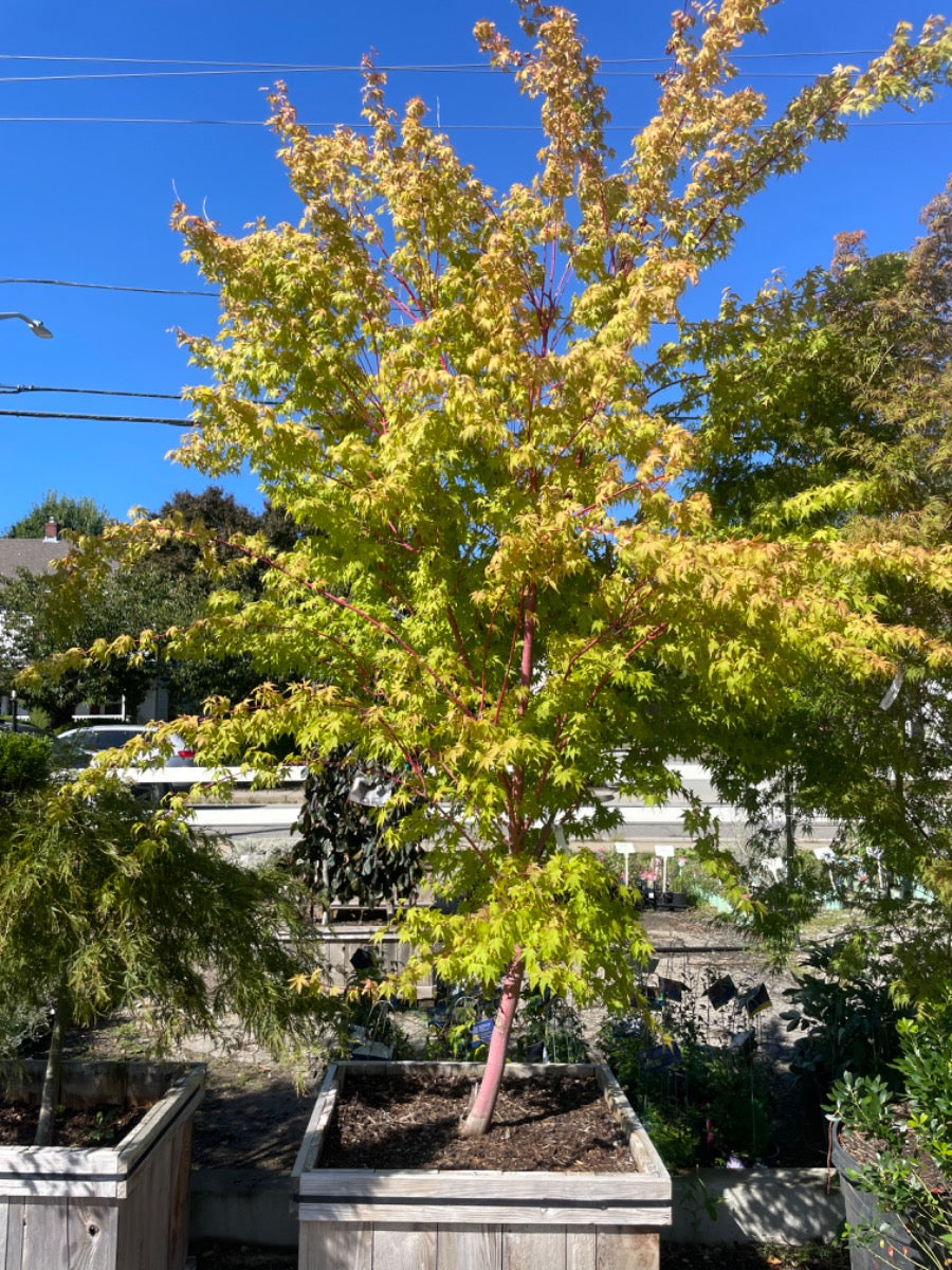 Coral Bark Japanese Maple