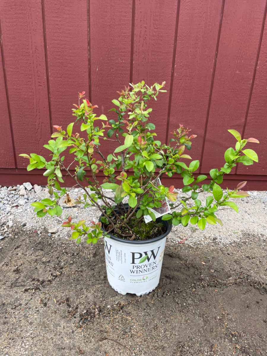 Double take 'scarlet storm'