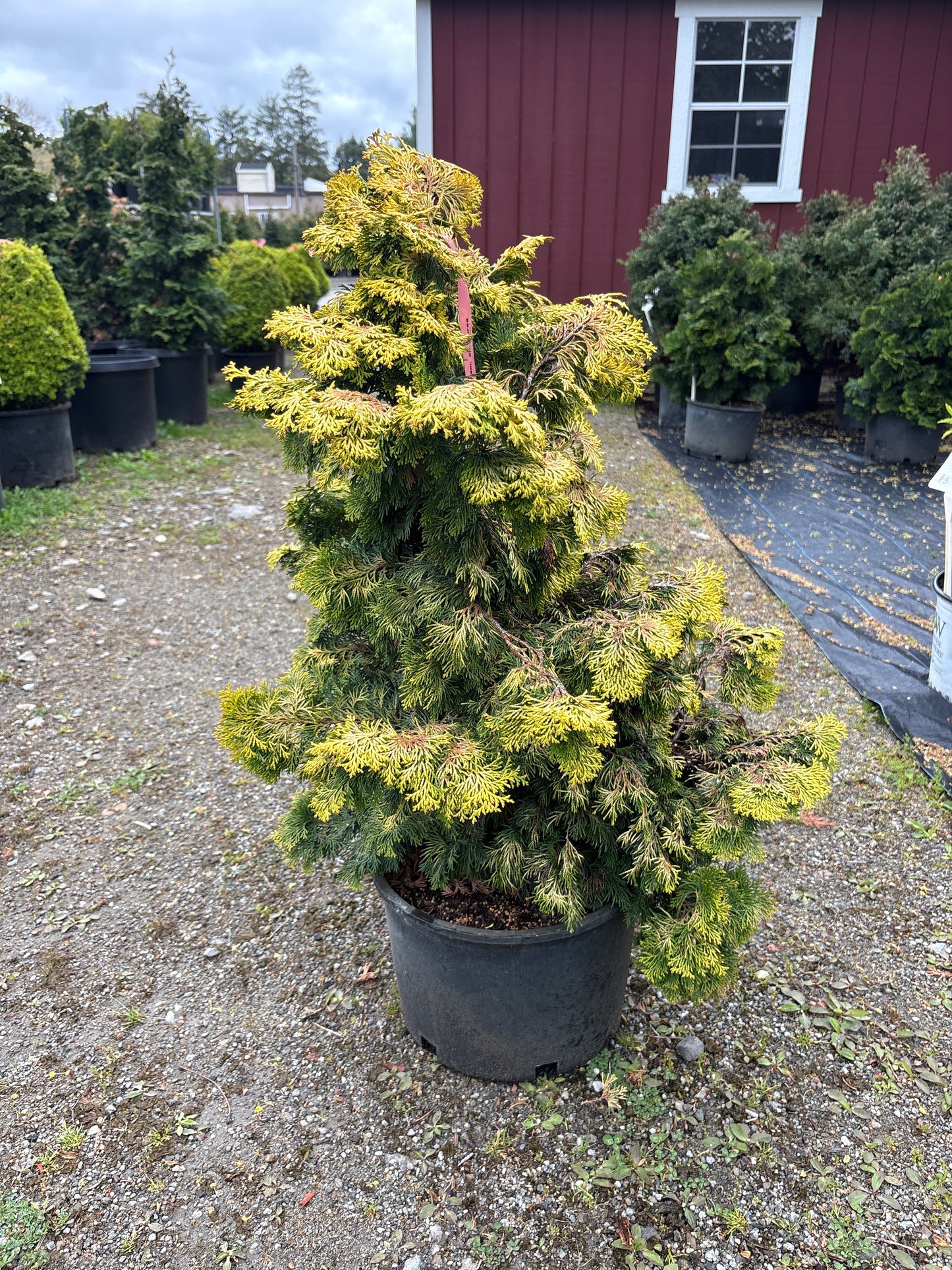 Golden Hinoki Cypress