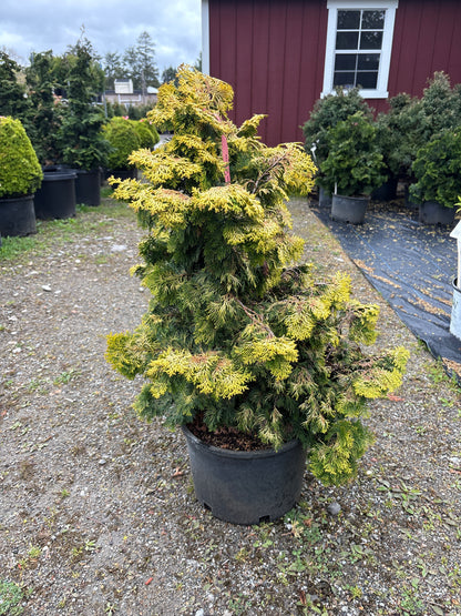 Golden Hinoki Cypress