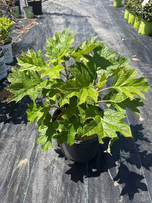 Snow Queen Hydrangea