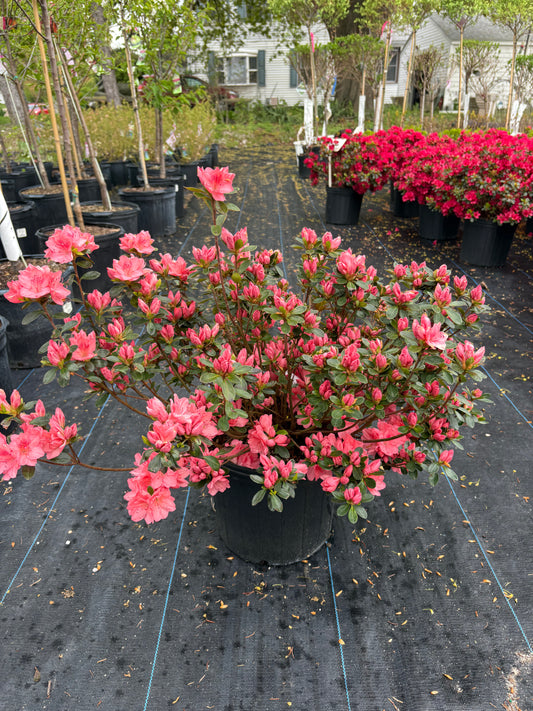 Blaauws Pink Azalea