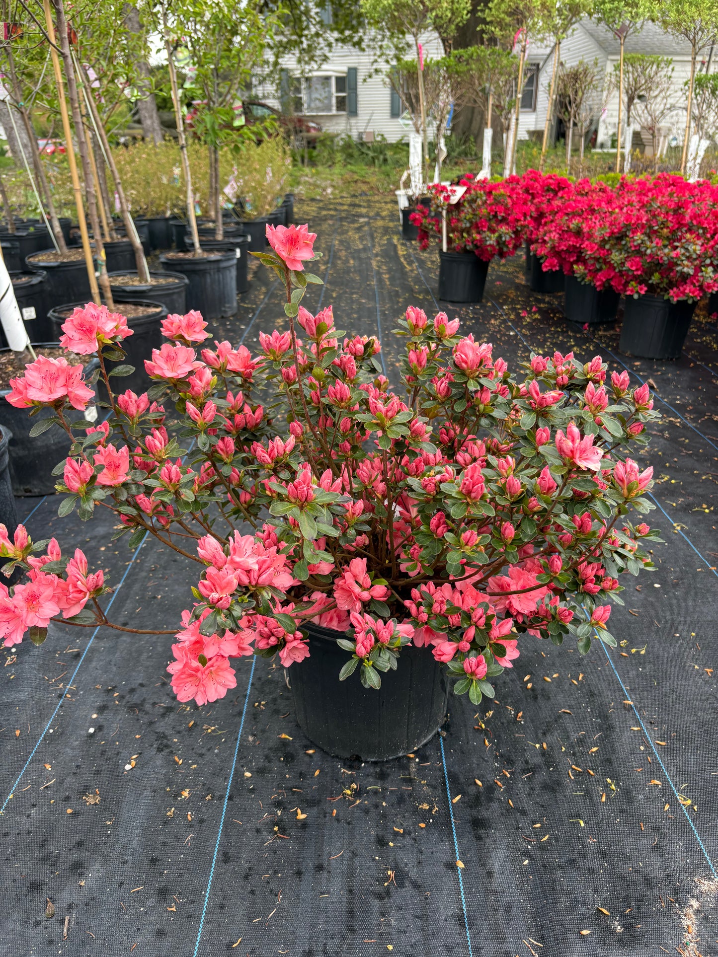 Blaauws Pink Azalea