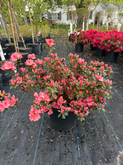 Blaauws Pink Azalea