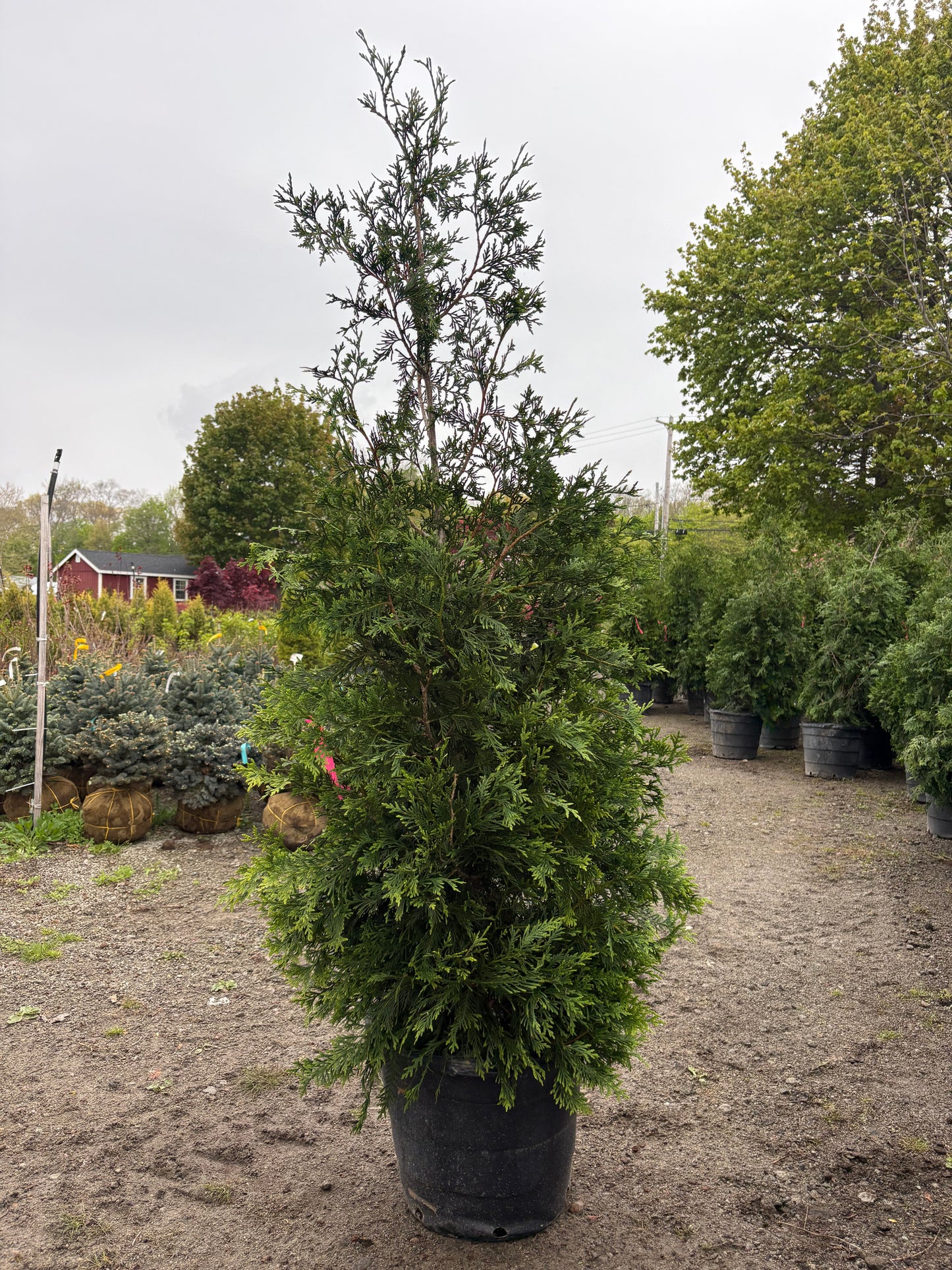 Green Giant Arborvitae