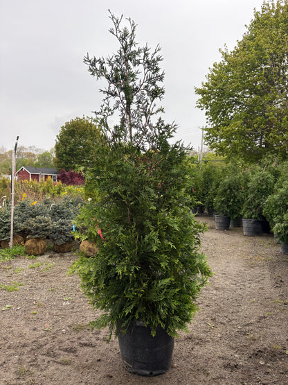 Green Giant Arborvitae