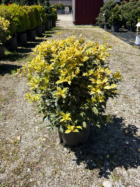 Goshiki Osmanthus