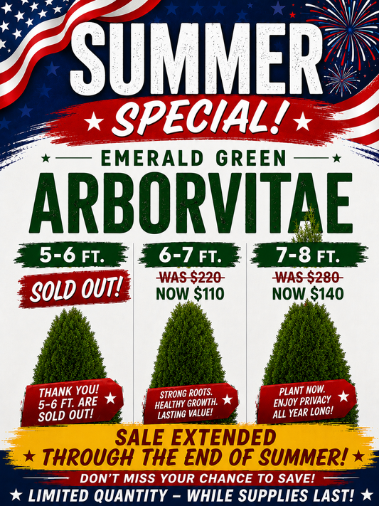 Emerald Green Arborvitae
