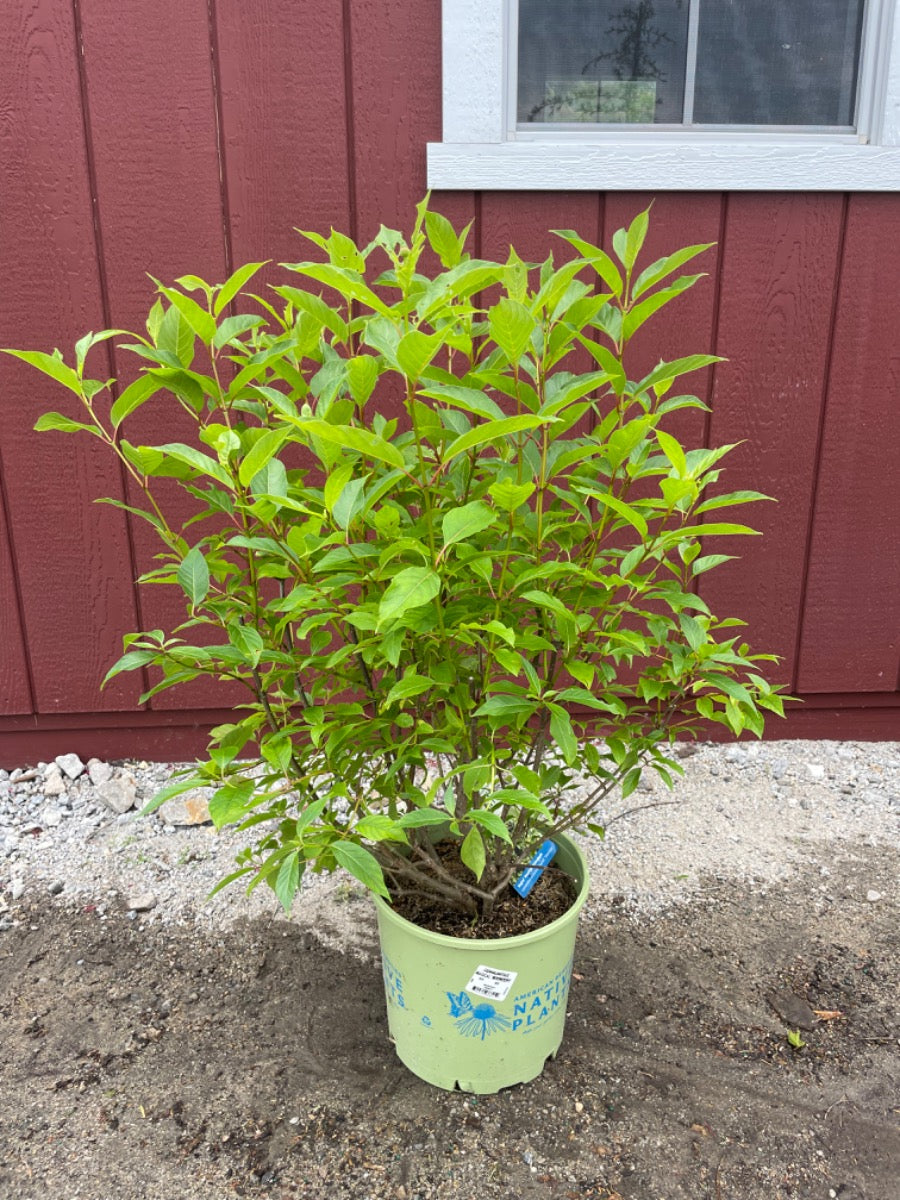 Moonlight Buttonbush
