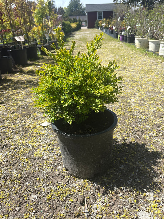 Green Gem Boxwood