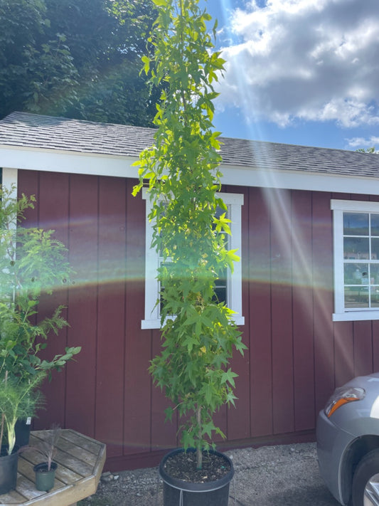 Slender Silhouette Sweetgum