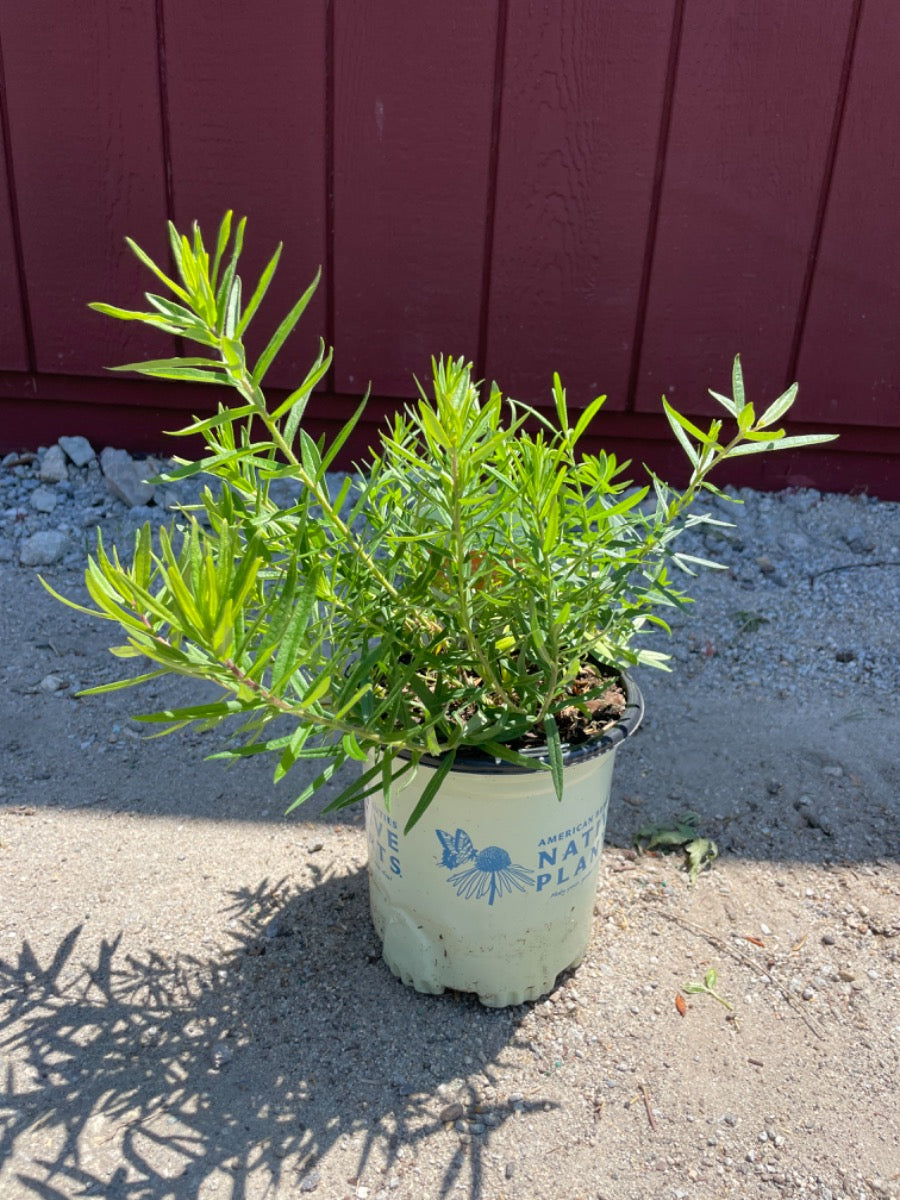 Butterfly Weed