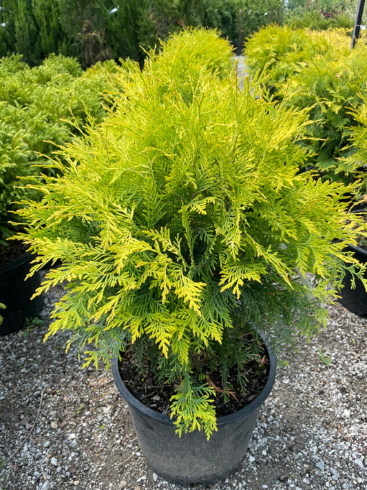 Golden Globe Arborvitae