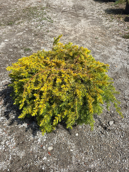 Golden Pacific Juniper
