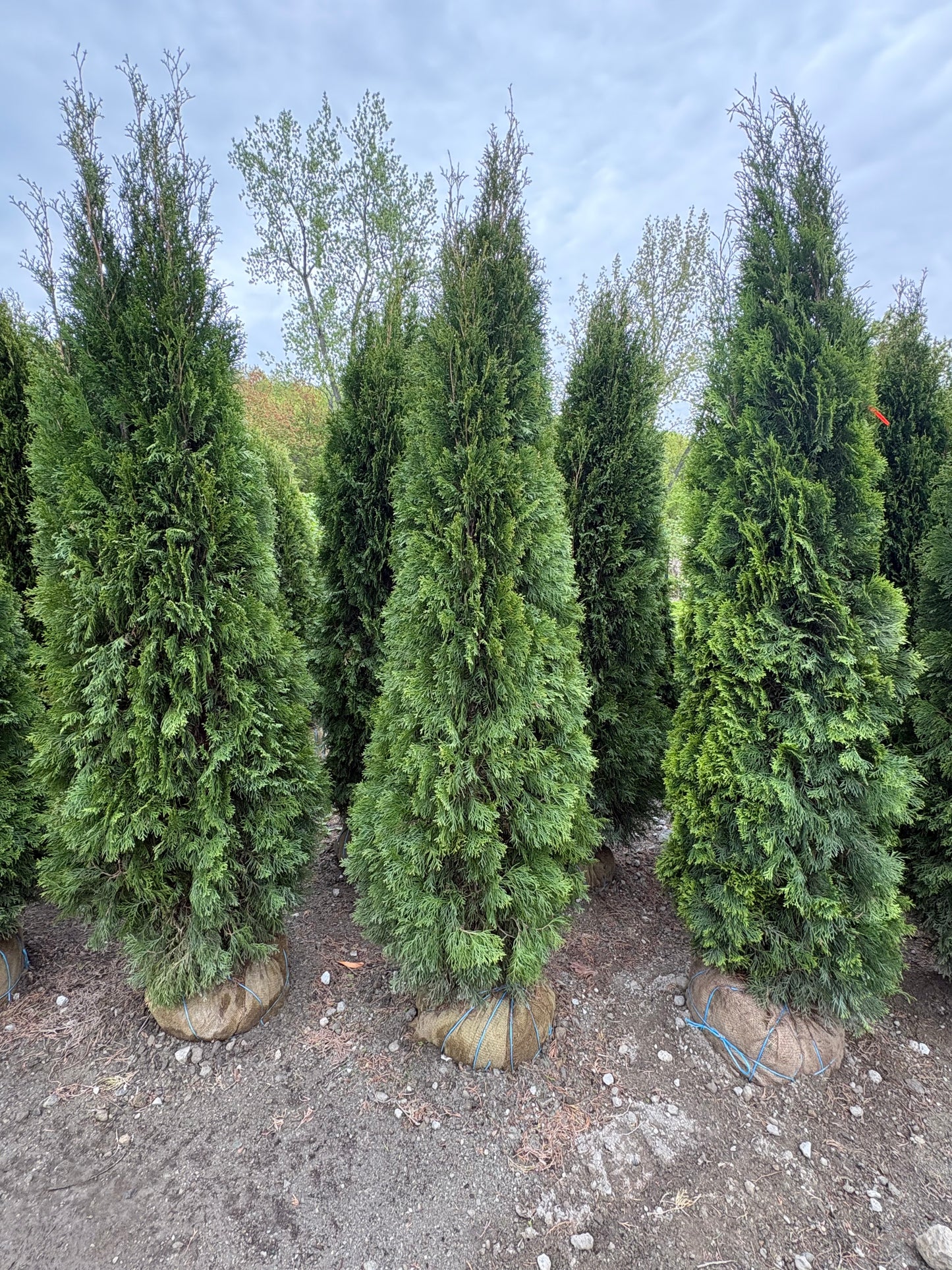 Emerald Green Arborvitae