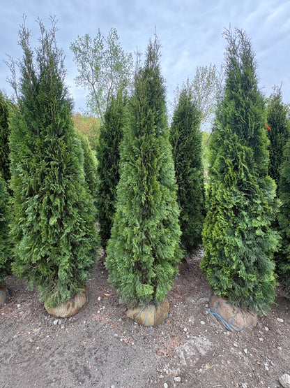 Emerald Green Arborvitae