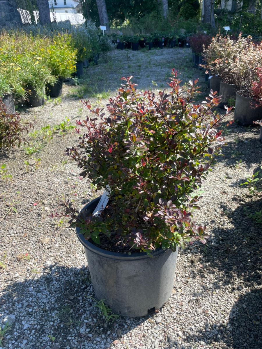 Crimson Pygmy Barberry