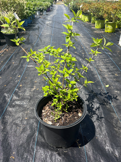 Limelight Hydrangea