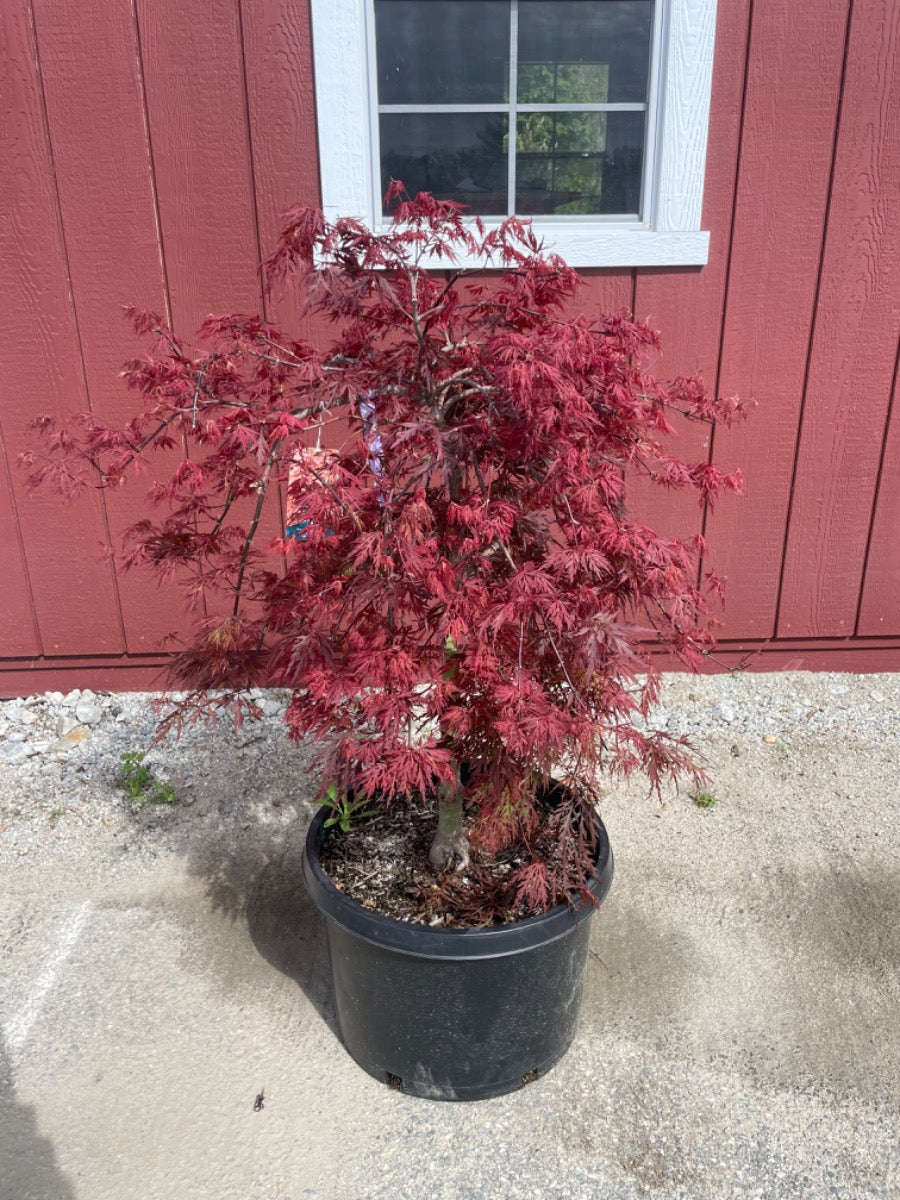 Orangeola Japanese Maple